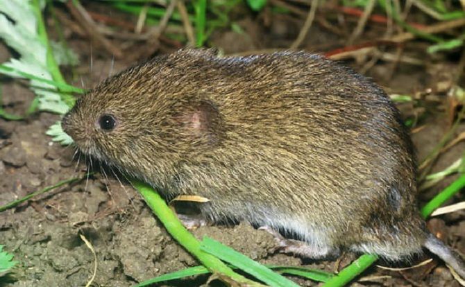 Особенности белых мышей